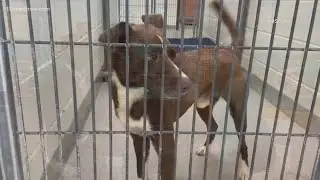 Virginia Beach SPCA, partnering with Checkered Flag, is offering up to 100% off adoptions
