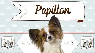 Fascinating  Papillon Facts