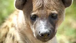 Lena en fl&auml;ckig hyena