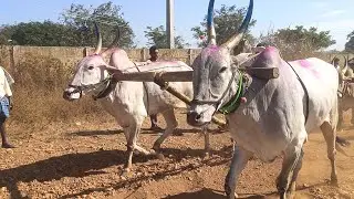 #pattikonda#bulls market#పత్తికొండ#సంతలో#ఇలా #ఎద్దులను #కట్టి #చూపించడం# జరుగుతుంది