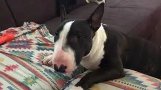 Funny Talking Tony Mini Bull Terrier