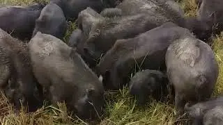 Amazing Pigs: Smart, Adorable, and Full of Surprises! 🐷✨,pigs, hog, boar,funny pig ,pigs facts