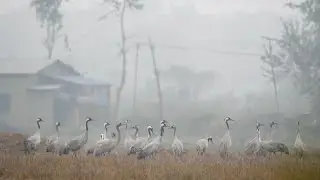 Common Crane at Chitwan Meghauli area| Winter migrating bird| Birds photography 