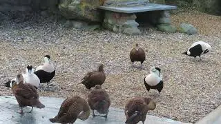Eider ducks preening (for animal behaviour practical)