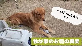 我が家のお庭の異変(ポメラニアン&ゴールデンレトリバー)
