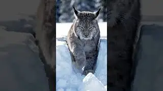 Snow Locked Lynx