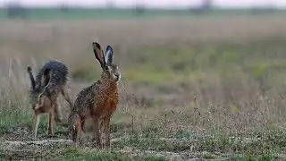 Два зайца после дождя