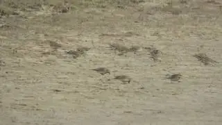 Shore lark