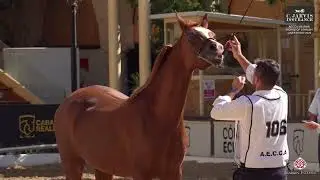 N 106 PL ESTELA   AECCA Arabian Horse of Spanish Lines Show 2025   Mares 11+ Years Old Class 8