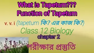 what is Tapetum, functions of Tapetum,class 12 Biology