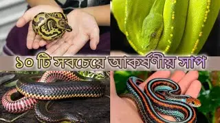 ১০ টি সবচেয়ে আকর্ষণীয় সাপ। 10 most beautiful snake in the world|