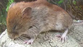 19 Soarecele de Tatra