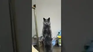 Standing Arrogant Cat🤪