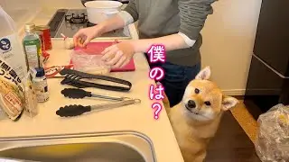 パパがご馳走を作ると聞いてキッチンを覗き込んでくる柴犬が可愛い