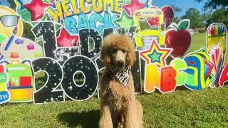 8 mo old Standard Poodle &ldquo;Legend&rdquo; | Melbourne Dog Trainers | Central Florida Dog Trainers