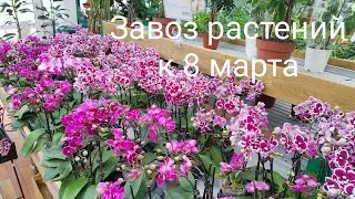 Завоз растений к 8 марта радует ТЦ Материк Витебск💐💐💐