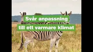 Sv&aring;r anpassning till ett varmare klimat