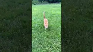 Three legged cat running speed #cat #threelegs