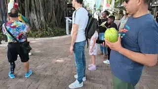 MIAMI 2025 BAYSIDE NOVEMBRO