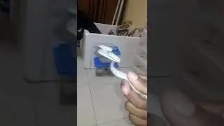 Silver Whip Snake Defense Form