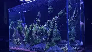 The emergence of pearling in aquascape - photosynthesis process of aquatic plants