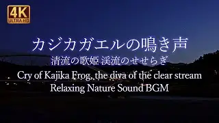 カジカガエルの鳴き声 清流の歌姫  渓流のせせらぎ【睡眠・作業用BGM】Relaxing Nature Sound BGM