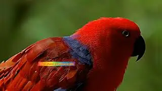 4k nature video || world photos and videos by pjss