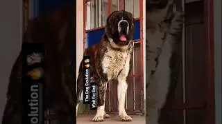 I Wasn&rsquo;t Ready for This Transformation 😳🐕..#puppydog #dog #viralvideo #trending #youtubeshorts