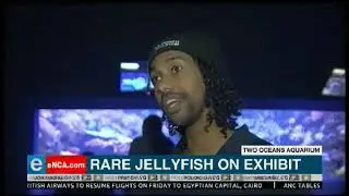 Cape Town Aquarium exhibits cannibalistic jellyfish