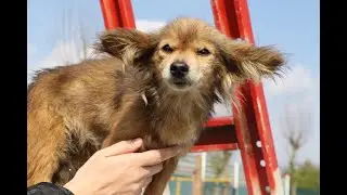 From Underdog to Wonderdog - Birdie's story of rescue and love!