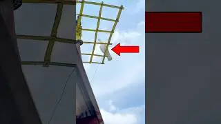 Easy trap new pigeon