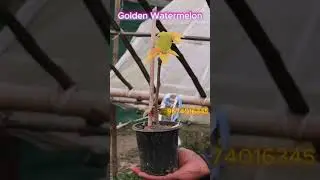 Golden watermelon Bougainvillea 🪴#bougainvillea #indoorplants #balconygarden #bonsai #outdoorplants