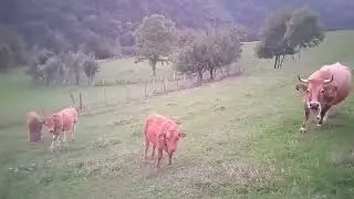Perras y xatos jugando