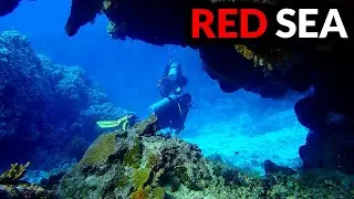 Ваш исчерпывающий путеводитель по дайвингу в просторах Красного моря.