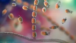 Laboratory Utilization Management: Coccidioides immitis/posadasii Serologic Testing