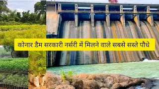 Dvc konar dam nursery /goverment nursery tour