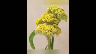 Celosia #Cockscomb #shorts