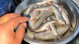Fishing Himalayan Trout (Ashala) At Kaligandaki River Myagdi🤘