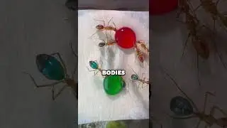 Colorful Ant Feast: Watch Their Abdomens Change!