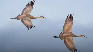 Bird Photography, Beyond the Basics with Kirby Flanagan