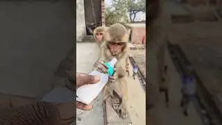 Baby monkey drinking milk from bottle 🍼🐵😍 #monkeyvideo #monkey #baby 02611