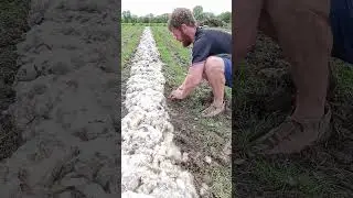 Syntropic Agroforestry: ground prep!