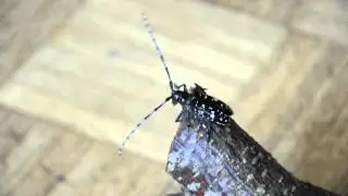 Aziatische boktor Anoplophora glabripennis