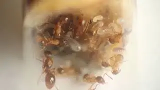Myrmica sp 27 04 2019