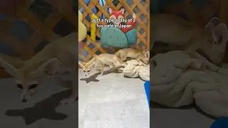 Chaos at a Japan Fox Caf&eacute; 🦊🇯🇵
