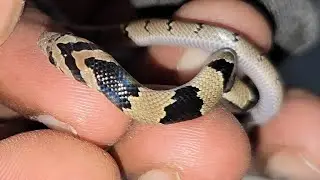 Bedroom me chupkar baita tha 🐍 common kukri snake