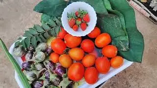 harvesting vaggies from my terrace garden 🏡 #brinjal #gardening #terracegardenindia