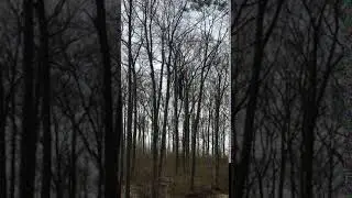 Ropes Element - Flying Squirrel 1