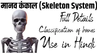 मानव कंकाल (Skeleton System) Classification of bones | Use in Hindi | Full Details