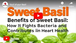 Benefits of Sweet Basil How It Fights Bacteria and Helps Improve Heart Health